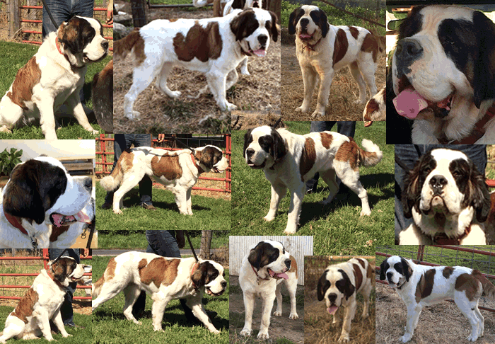 Ophie collage
